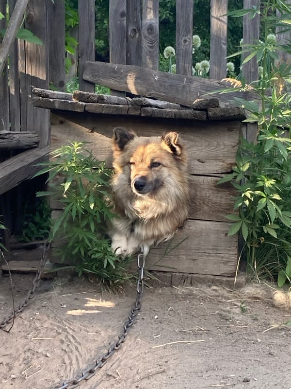 Rural Russian village life: dogs, fences, and summer details