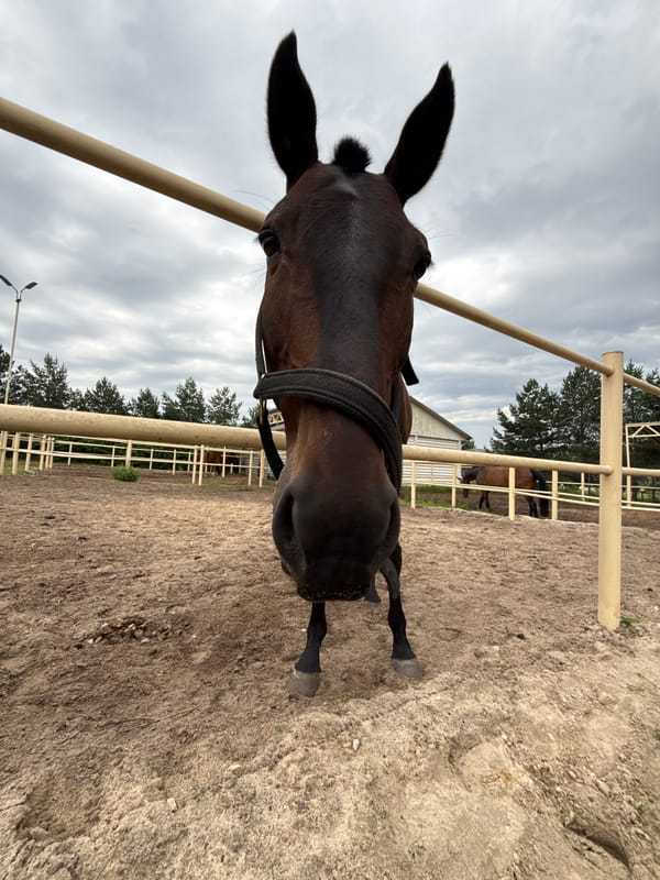 Up-close encounter with a dark brown horse in rural Russia