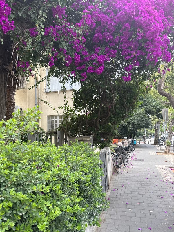 Purple bougainvillea blooms along stone-paved Tel Aviv street