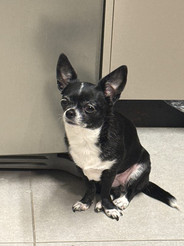 Chihuahua spotted lying playfully on floor in Tel Aviv home