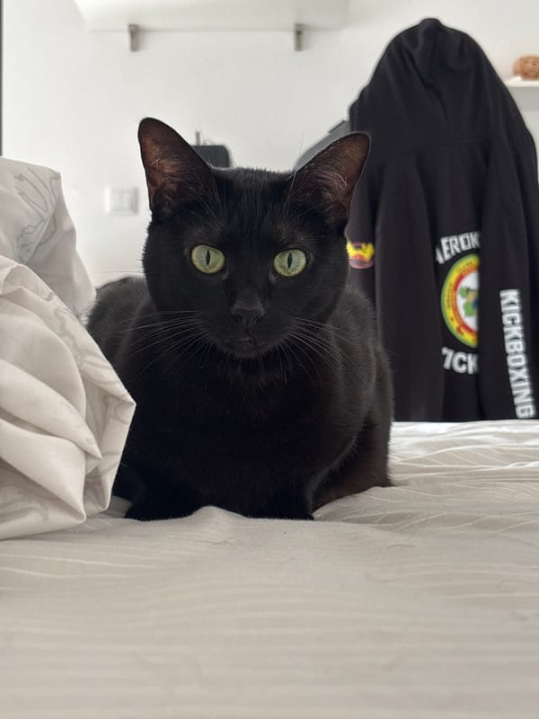 Black cat observed on bed in Mirandela bedroom