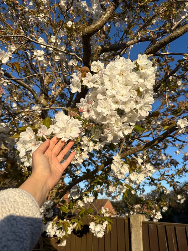 Person touches flowering tree blossoms in Great Yarmouth