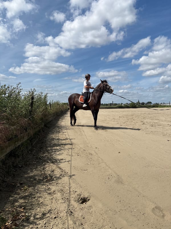 Horse Training Sessions Observed at Belgian Equestrian Facility