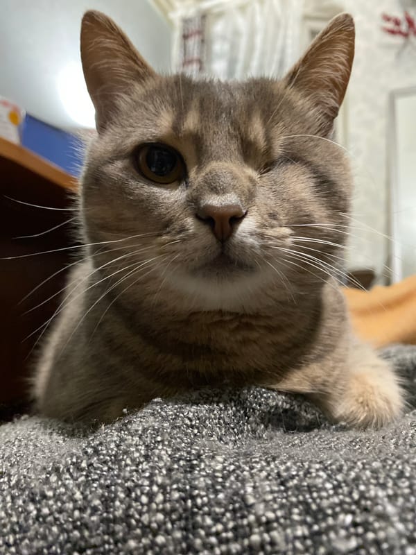 Casual indoor portraits of several cats at home