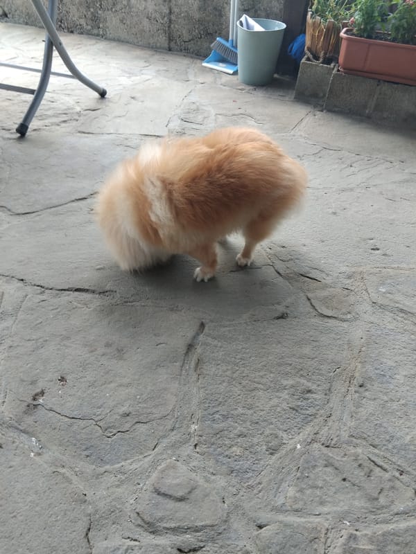 Pomeranian dog spotted resting on stone patio in Apriltsi