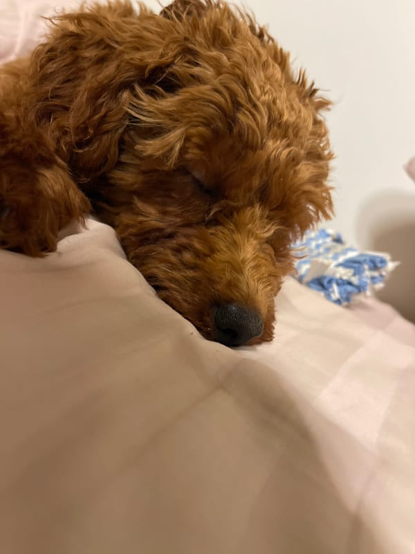 Toy poodle puppy sleeps and plays on bed in Sofia