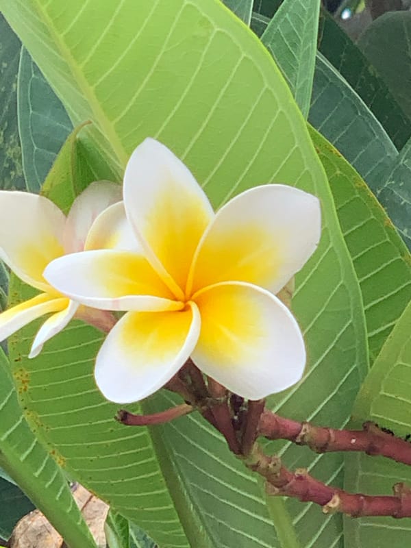 Tropical flowers in close-up, Mae Chan District, Thailand