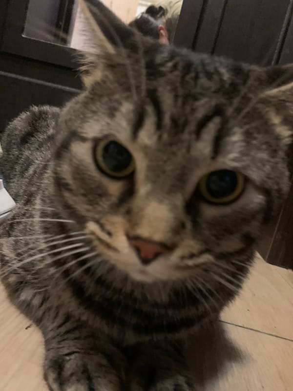 Tabby cat documented throughout Stavropol residence in four-minute sequence