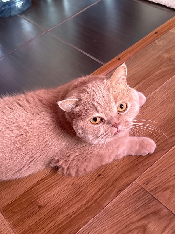 Orange tabby chills at home while someone drives in sunshine