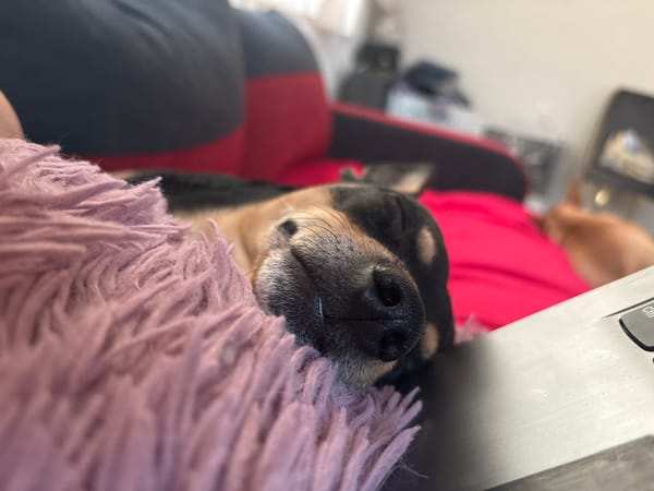 Small dog naps on pink cushion in Bulgarian home