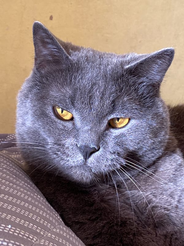 Gray cat with golden eyes photographed in Votkinsk