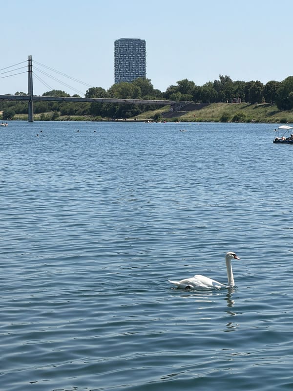 Sunny city waterfront: swans, skyline, and a bridge