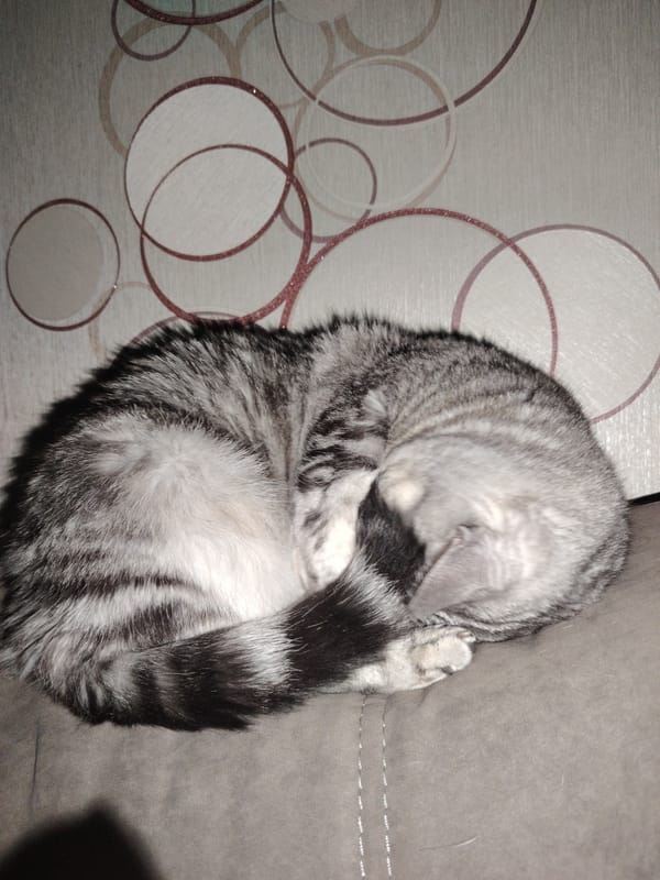 Cats napping on furniture captured in afternoon observations