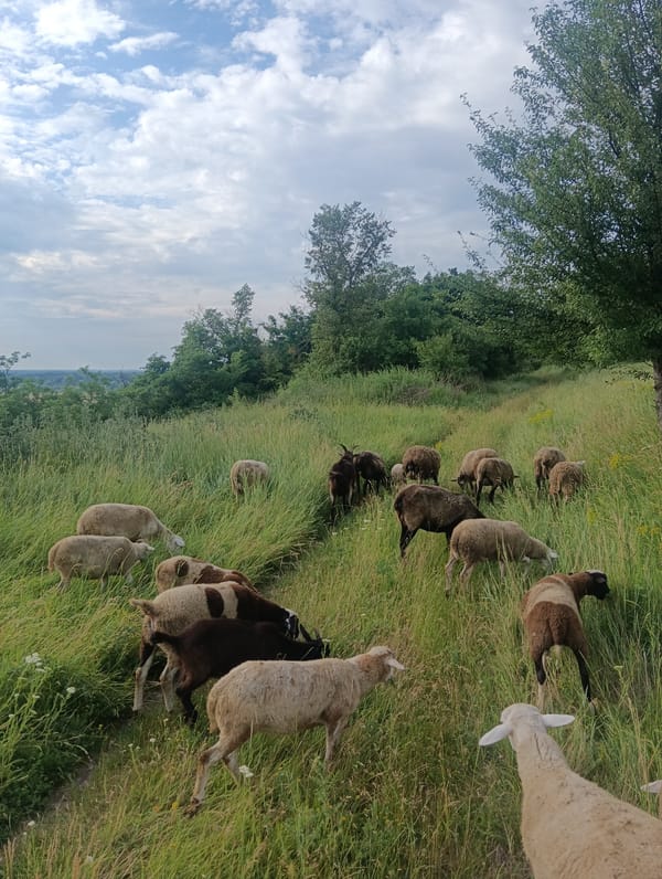 Sheep and goats moving through green rural hillside