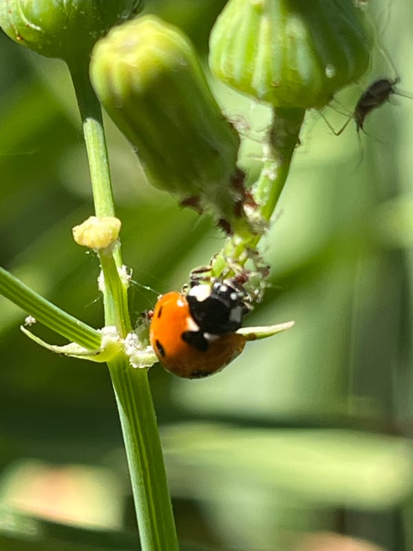 Macro insect life up close in Krasnyye Barrikady, Russia