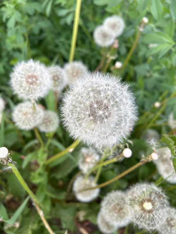 Child plays with dandelions in Uray park