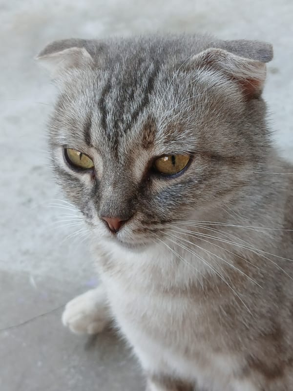 Backyard life in Korenovsk: animals, blooms, and a fading sky