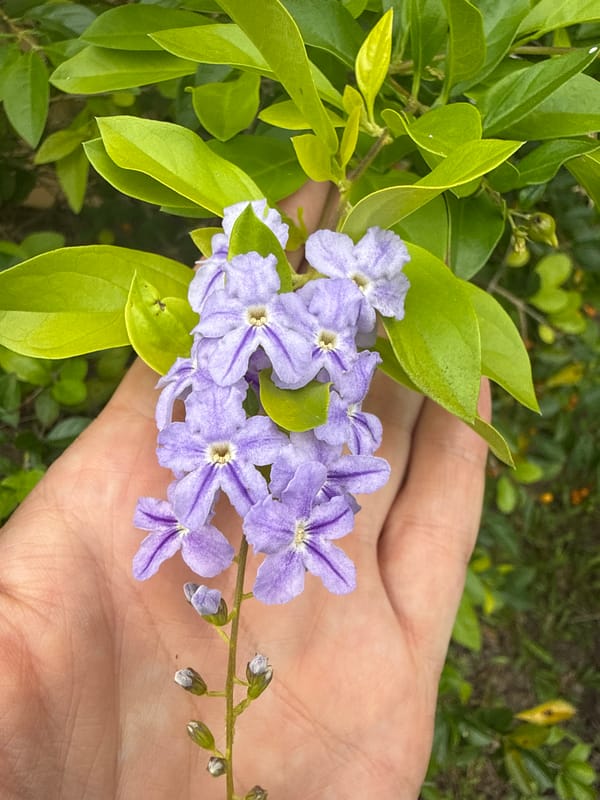 Wildflowers and garden blooms explored in Baan Mae Nam
