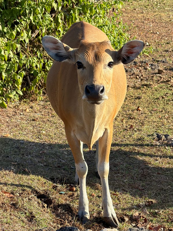 Cattle grazing on a sunny hillside in Kuta Selatan