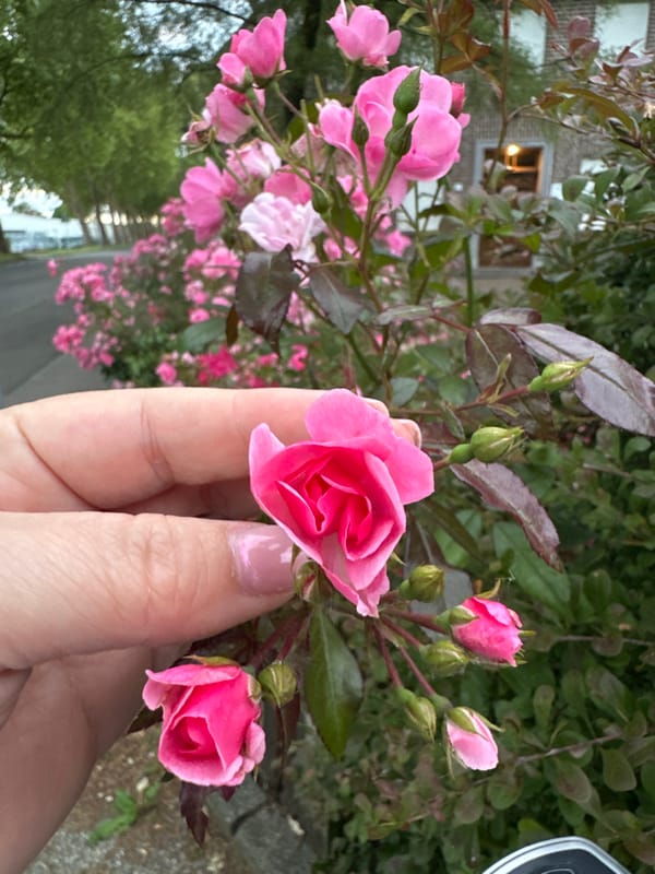 Evening stroll through Krefeld's roses, wildflowers, and open skies
