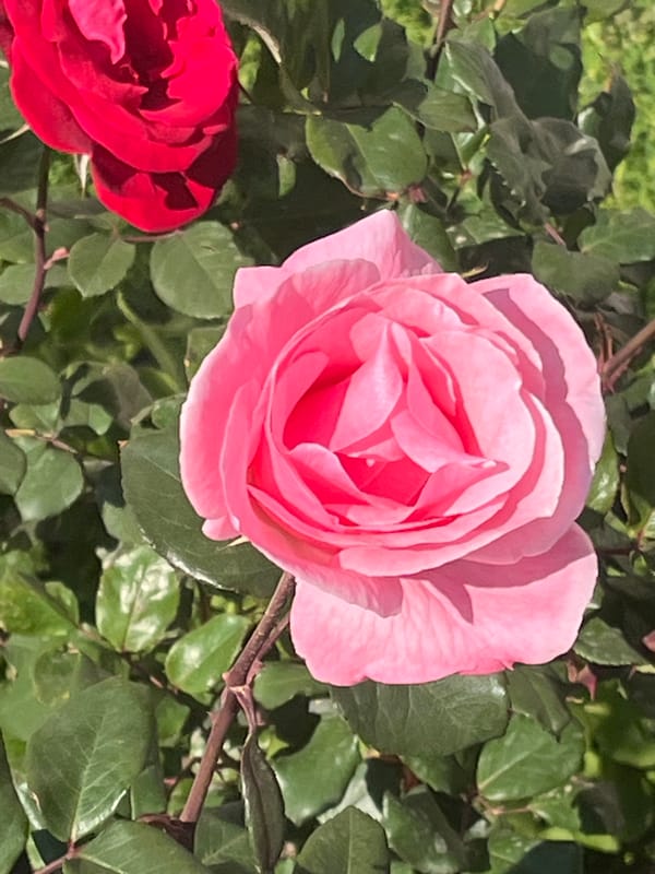 Tourist documents everyday scenes around Alanya, Turkey streets