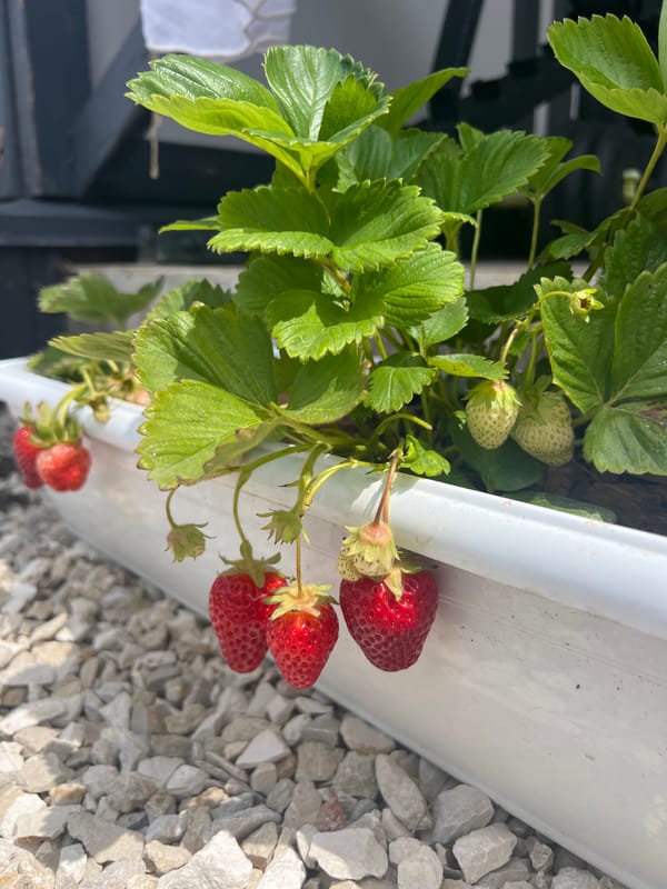 Garden tour captures strawberries, peas, roses in bloom