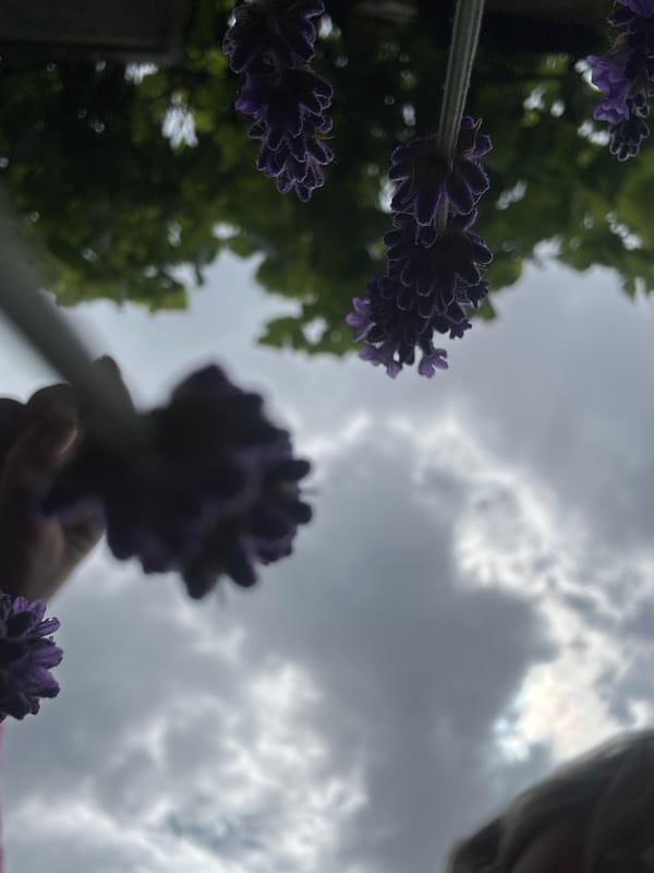 Morning flower walk documented in residential Krefeld, Germany