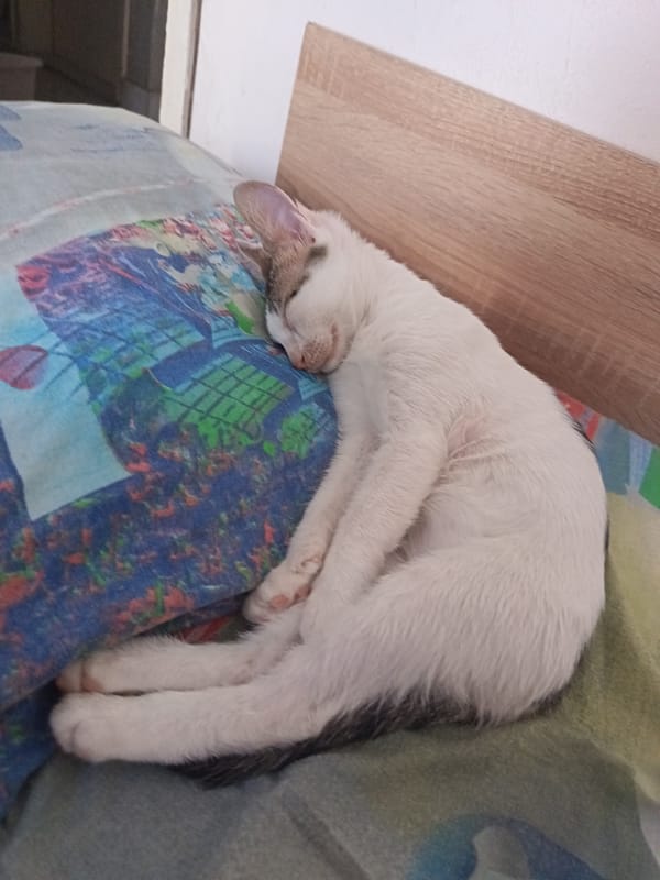 Cat napping on patterned bedding in Yambol, Bulgaria
