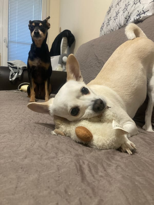 Dogs on the couch and handmade ornaments at home in Burgas