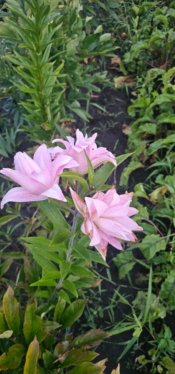 A thriving summer garden full of flowers, vegetables, and life.