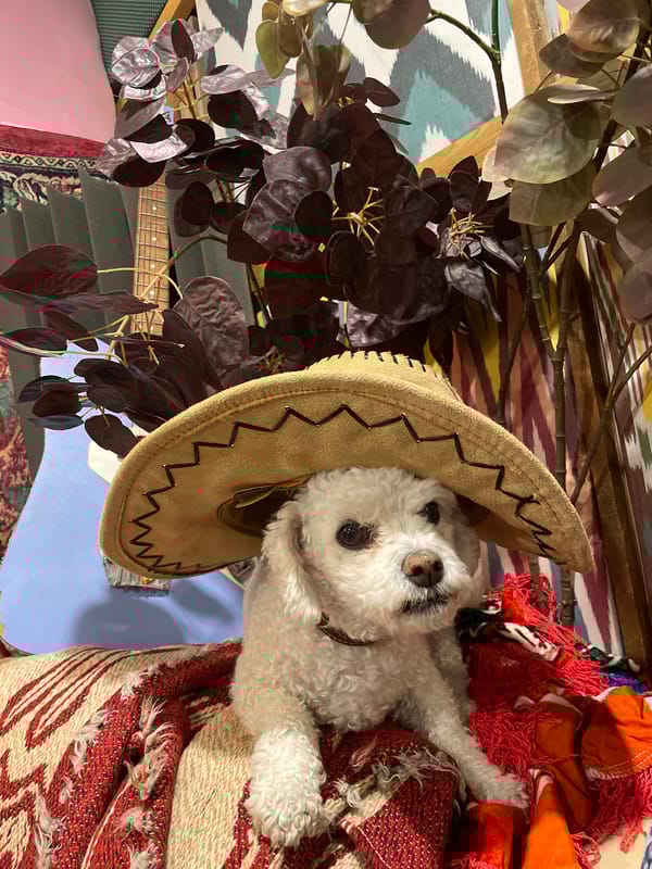 White dog photographed resting on colorful rugs in Yekaterinburg