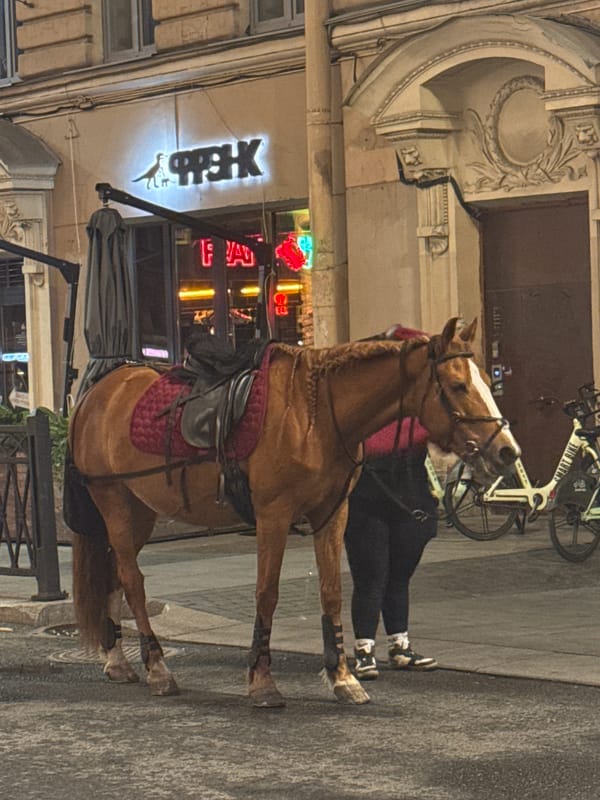 Saddled horse on a Saint Petersburg street at night
