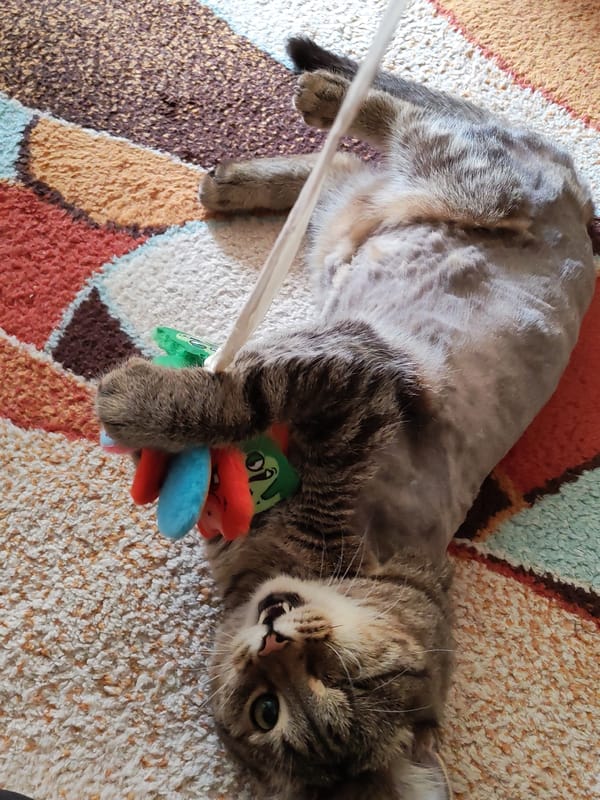 Domestic morning scenes with cat, flowers, celebration in Izhevsk