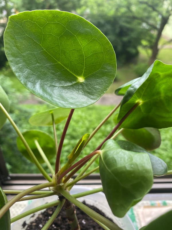 Botanical photography session documents plants in Brovary, Ukraine