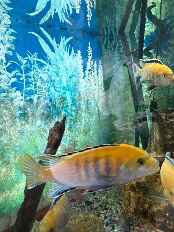Cichlids, pigeons, and summer greenery in Izhevsk