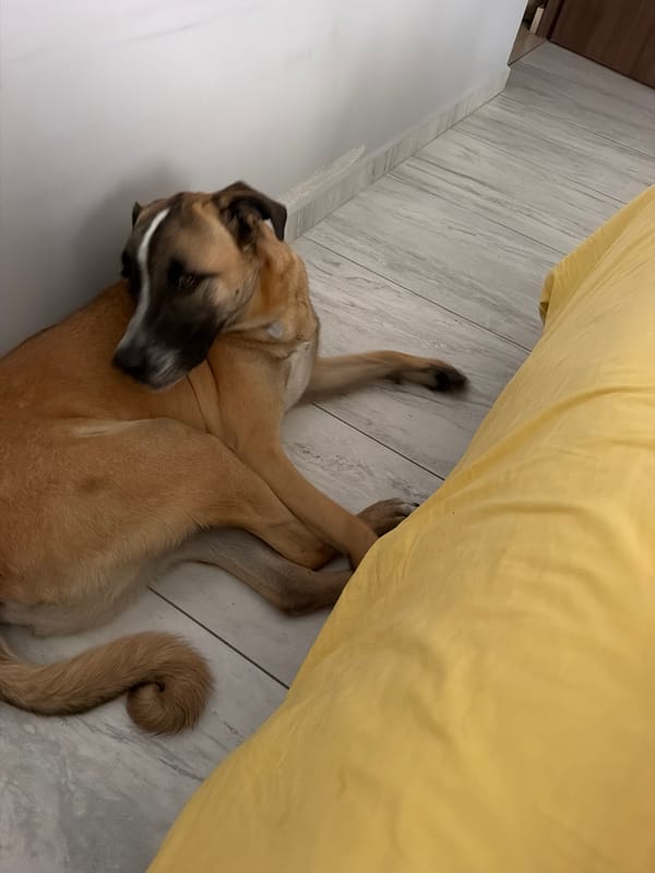 Dog rests indoors on tile floor in Santa Clara Ocoyucan