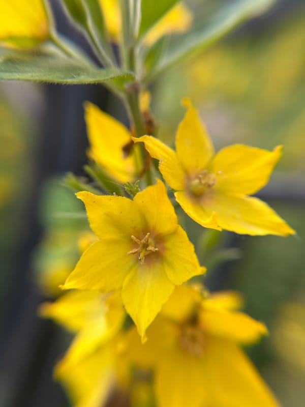 Macro botanical tour through a Tyumen garden in midsummer