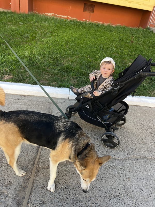 Family enjoys sunny stroll with baby and dog in Noviy