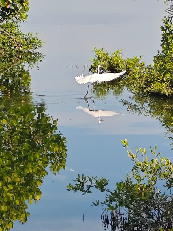 White egrets observed in Indonesian mangrove wetlands