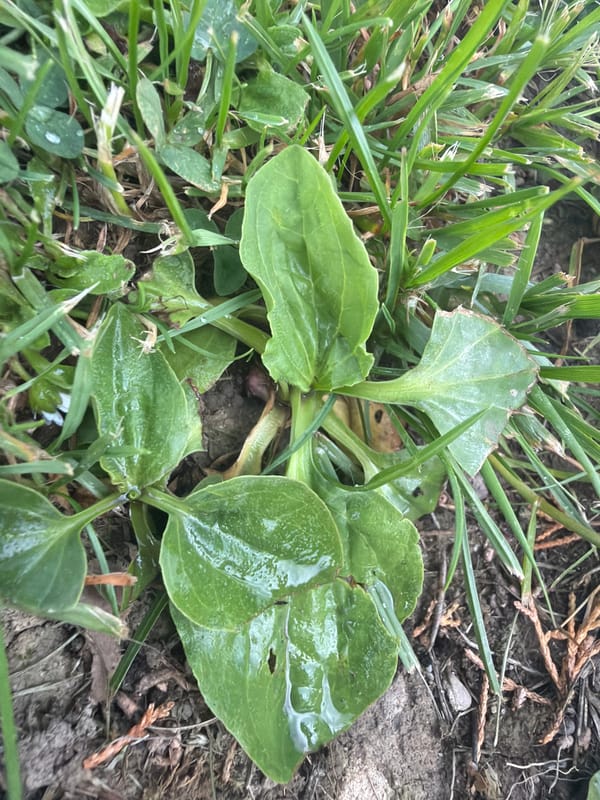 Botanical survey and weather documentation recorded in Męcina, Poland