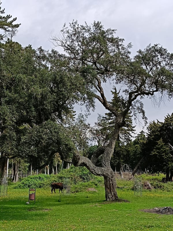 Park scene documented in Gulrypsh featuring trees and flowers