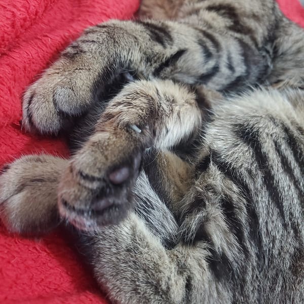 Tabby cat spotted resting and exploring Curitiba home overnight