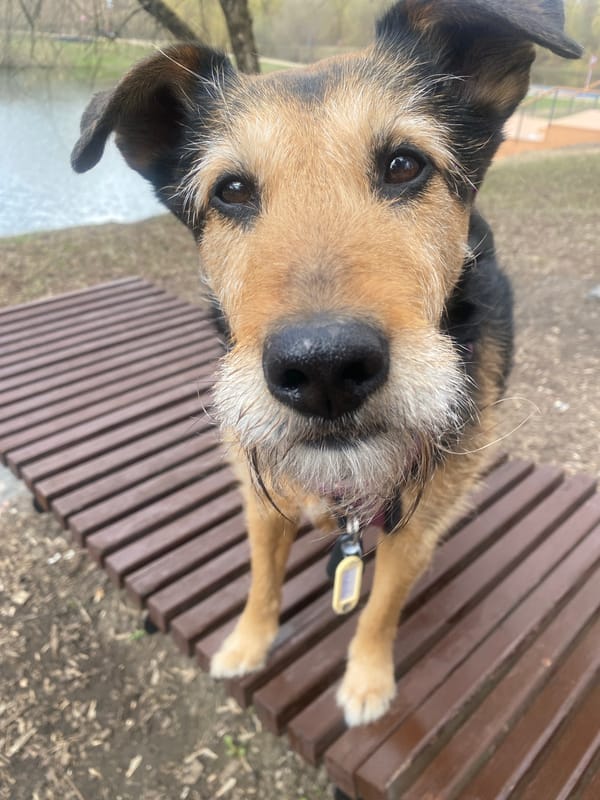 Two dogs spotted in Moscow park near waterway