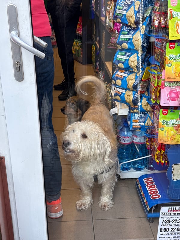 Dog rests inside Sofia shop near snack display case