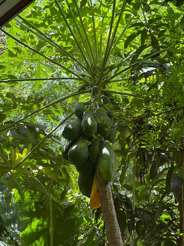 Tropical plants and hardware store stops in Koh Samui villages