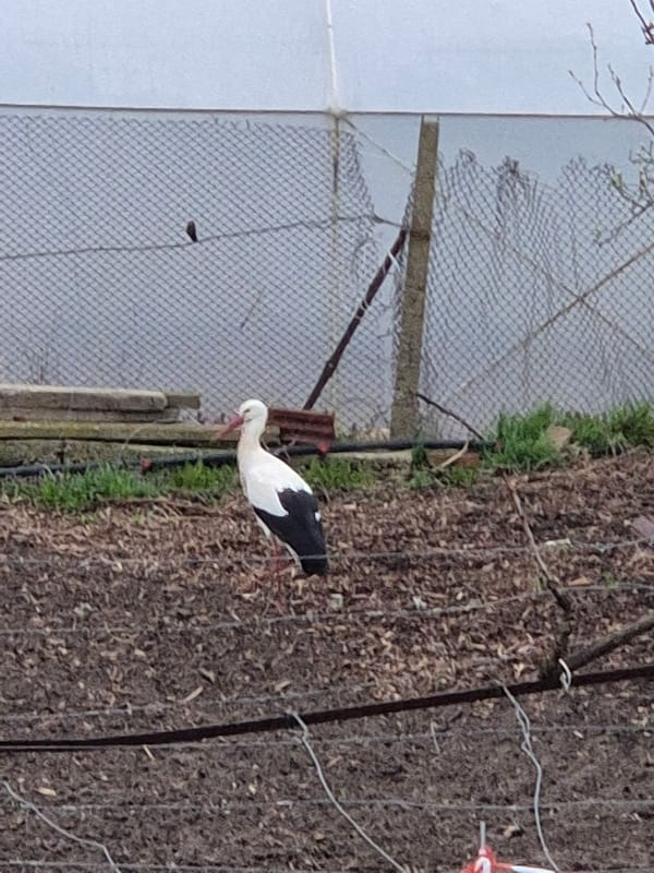 White stork spotted in garden near Mechkarevo, Bulgaria