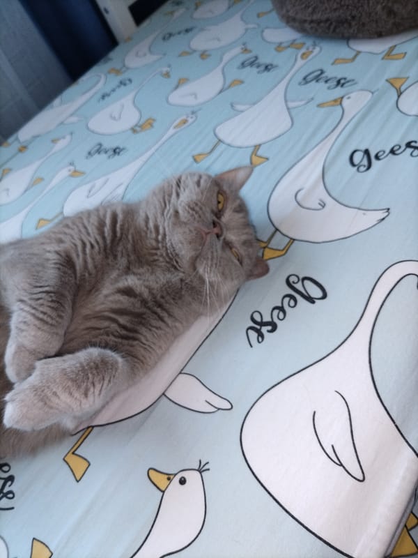 Domestic cats observed in routine household activities over morning hours