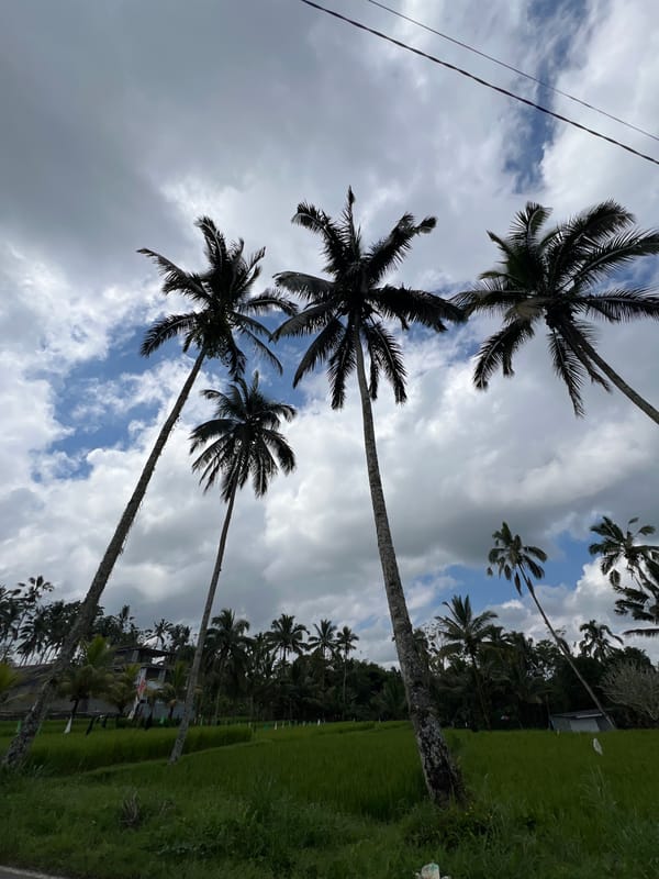 Morning scenes captured in Tegallalang rice paddies and palm groves