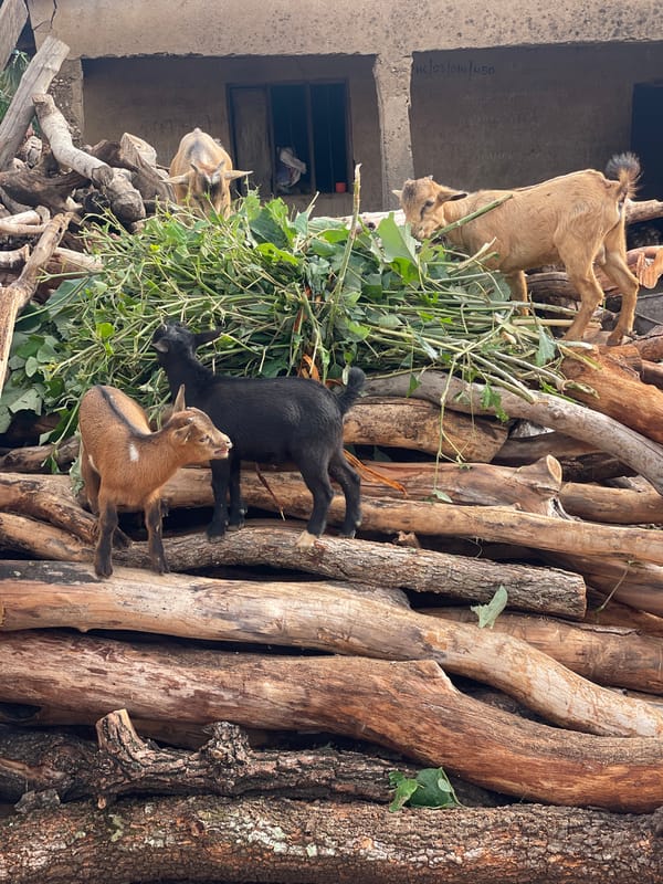 Man chops wood while goats rest on log pile in Akwanga