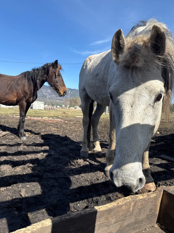 Rural animals observed in Tyulyuk, Russia morning scenes